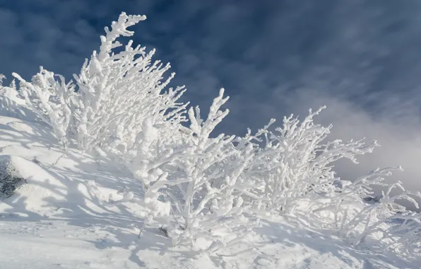 Winter, frost, forest, clouds, light, snow, branches, branch