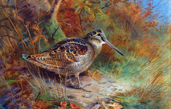 Grass, Bird, Picture, Archibald Thorburn, Archibald Thorburn,, Scottish painter, Woodcock