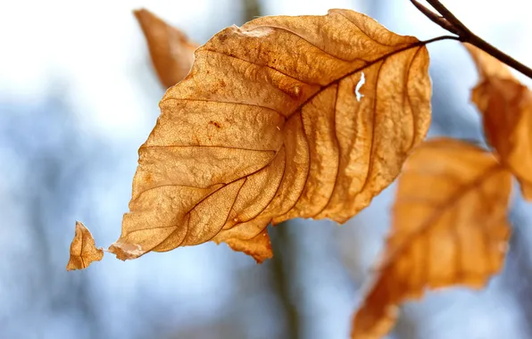 Autumn, leaves, macro, nature, yellow, photo, leaf, falling leaves