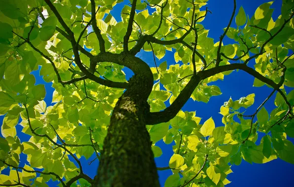 Picture greens, the sky, nature, tree, foliage, trunk
