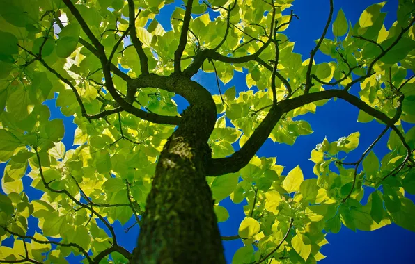 Greens, the sky, nature, tree, foliage, trunk