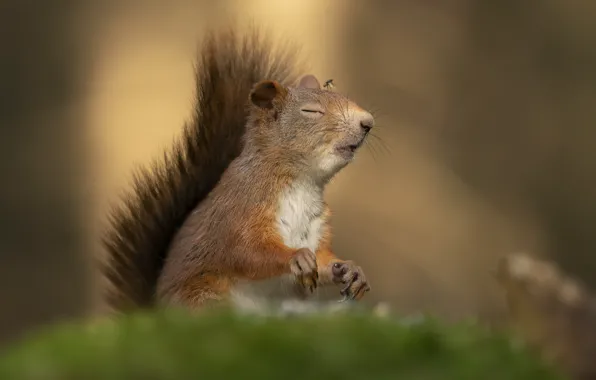 Pose, fly, moss, meditation, protein, face, sitting, bokeh