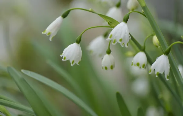 Macro, spring, Snowflake