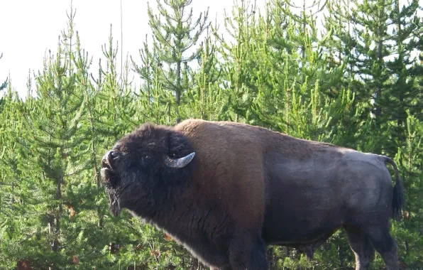 Picture horns, wildlife, mammal, Wyoming, buffalo, bison, yellowstone