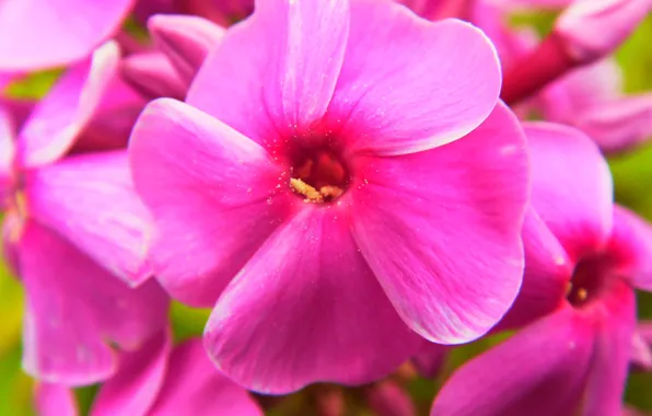 Picture macro, flowers, pink, Phlox