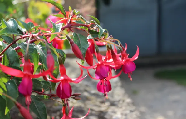 Summer, the evening, Fuchsia