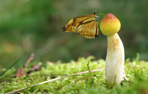 Macro, background, butterfly, glade, mushroom, moss, insect, yellow