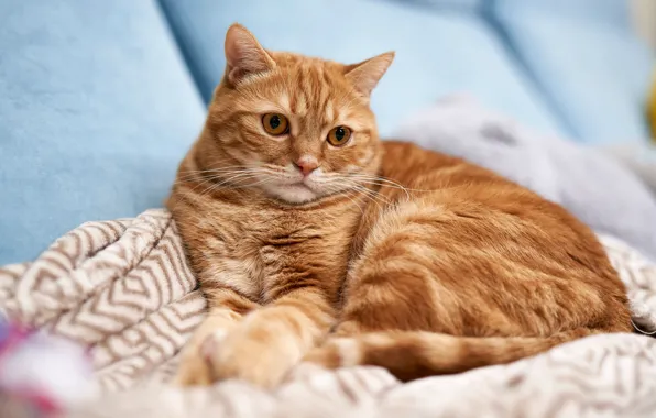 Cat, cat, look, pose, sofa, lies, red, plaid