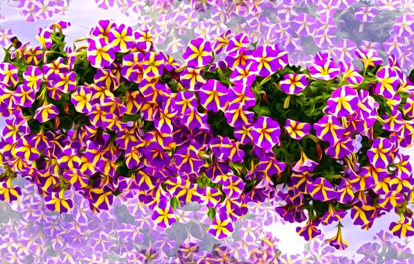 Graphics, flowers, petunii