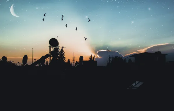 City, landscape, nature, bird, sunset, night, land, beatiful