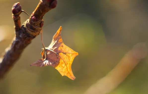 Yellow, autumn, leaf, twig