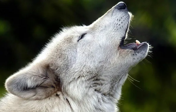 Nature, predator, animal, wolf, wildlife, portrait, portrait., Canis lupus. face