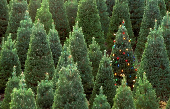 Forest, decoration, lights, green, tree, new year