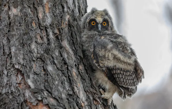 Look, nature, tree, owl, bird, chick, owlet