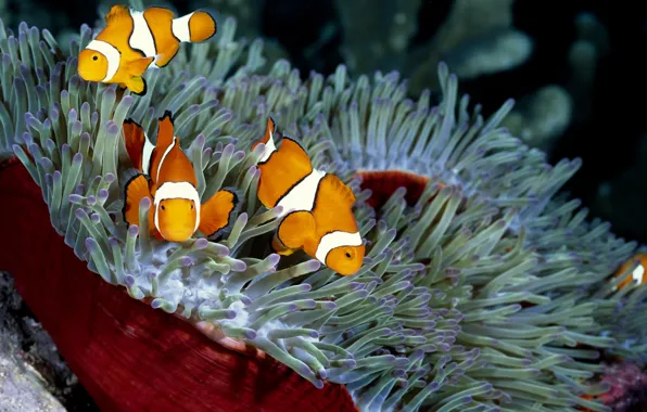 Sea, water, the ocean, fish, depth, corals, sponge
