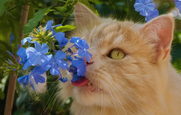 Flowers, red cat, cat