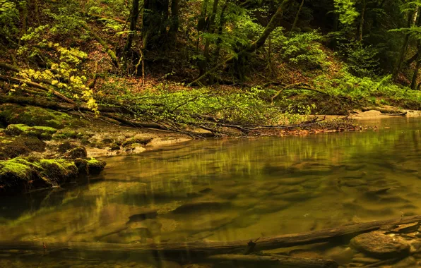 Picture greens, forest, trees, stream, stones, moss, Switzerland, The world