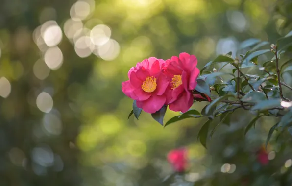Picture leaves, light, flowers, branches, pink, bokeh, Camellia