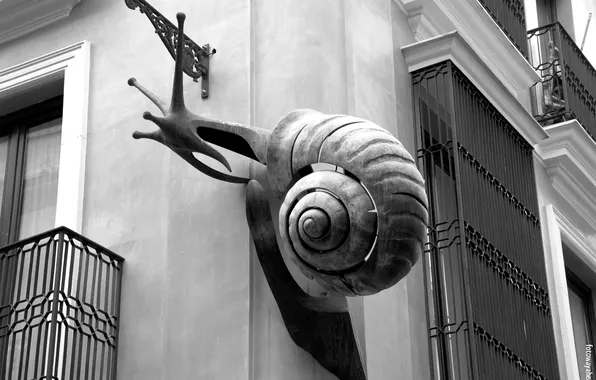 Snail, insect, the corner of the house