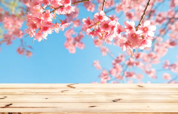 Picture the sky, branches, spring, Sakura, flowering, wood, pink, blossom