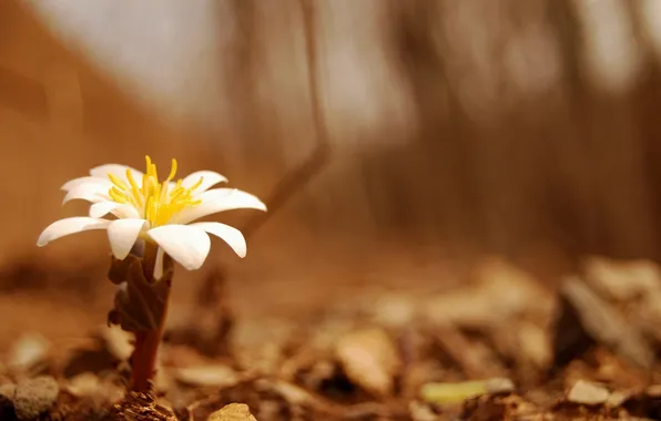 Macro, flowers, photo, focus, stem