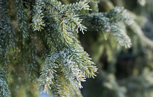 Winter, frost, the sun, spruce