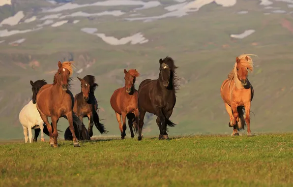 Picture horses, horse, Iceland, Iceland