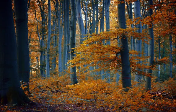 Picture autumn, forest, nature