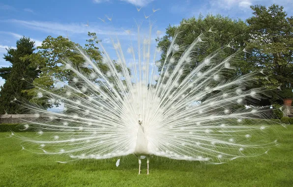 Picture bird, lawn, white peacock
