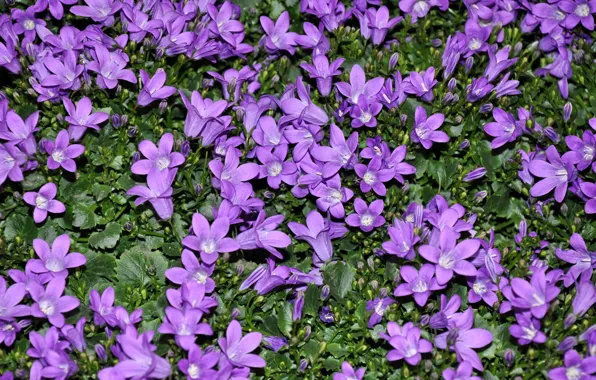 Bells, Violet, Campanula