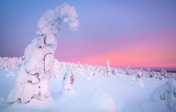 Winter, frost, field, forest, snow, trees, nature, winter
