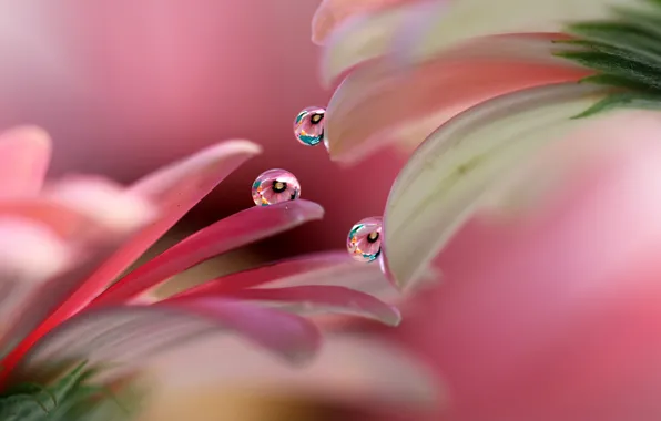 Picture drops, petals, gerbera