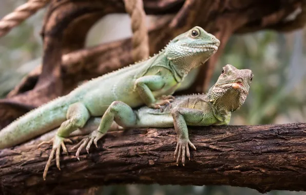 Picture tree, pair, lizards