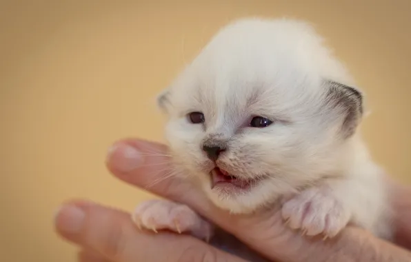 Cat, white, look, kitty, hand, portrait, legs, baby