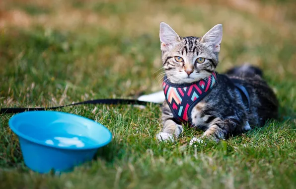 Cat, kitty, glade, leash, kitty, basin
