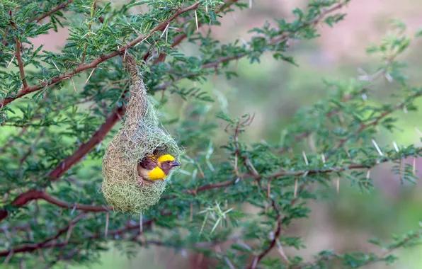 Wallpaper India, weaver-Baja, tkacik, Maharashtra, bird