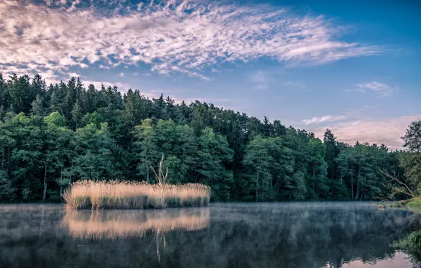 Picture forest, the sky, lake