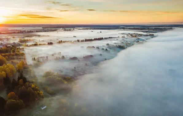 Nature, fog, morning