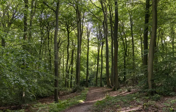 Picture forest, England, path, deevia, Bradenham