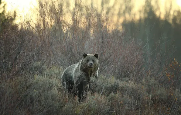 Picture nature, background, Grizzly