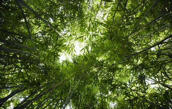Picture bamboo, Forest, bottom view