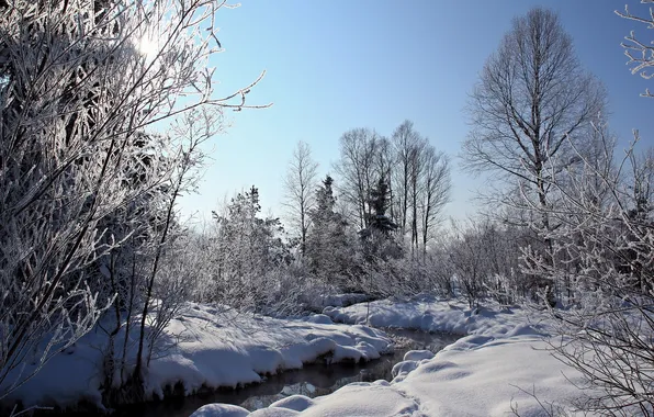 Winter, forest, nature