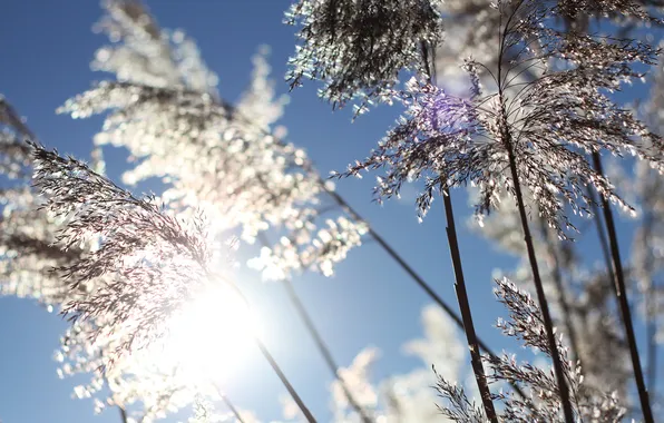 Picture grass, the sun, macro, nature, photo, dawn, plants, morning