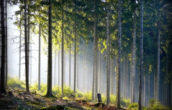 Picture forest, nature, trunks