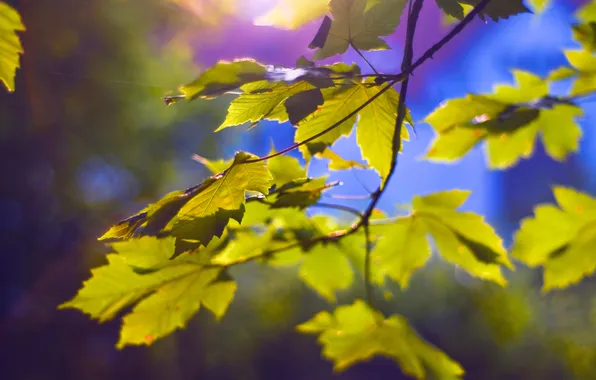 Picture leaves, light, branches, nature, light, nature, leaves, bokeh