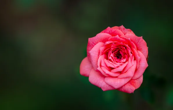 Picture flower, rose, petals