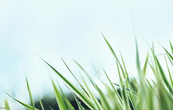 The sky, grass, macro