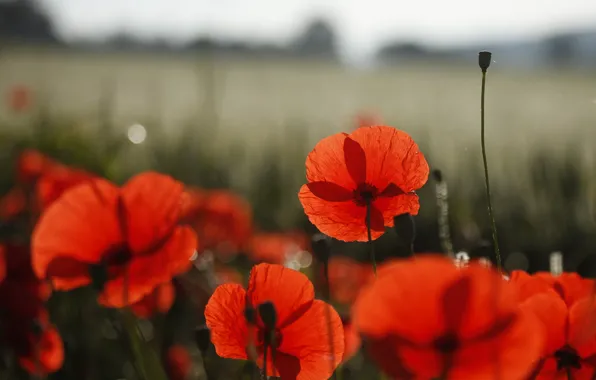 Field, flowers, nature, Maki