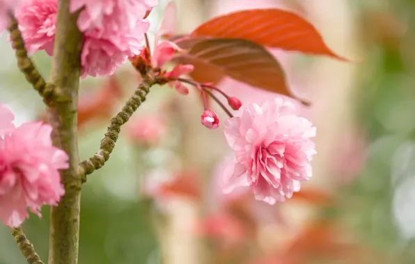 Picture macro, cherry, Sakura, flowering, tree, flowers, bokeh, buds