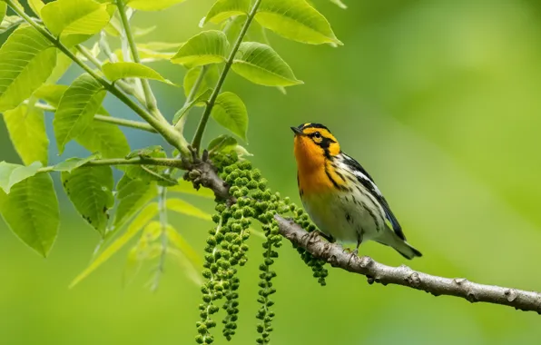 Nature, bird, Spruce forest songster